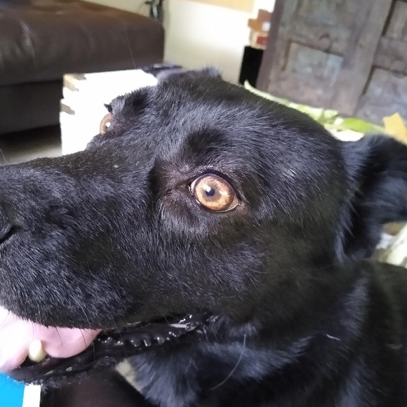 Meet your Posher, Elan - Picture 1 of 1